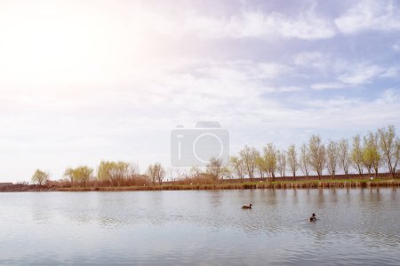 Lake, Beauty In Nature, with wild ducks