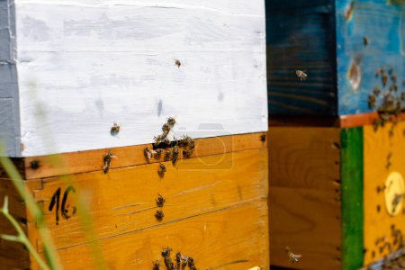 Bees on a wooden honeycomb
