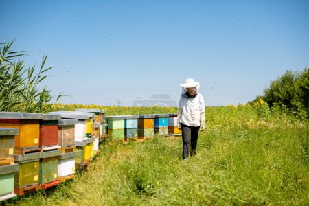 Téléchargez les photos : Apiculteur inspectant sa ferme apicole - en image libre de droit