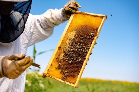 Imkerin überprüft Bienenwaben 