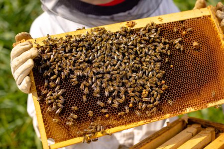 Téléchargez les photos : Rayon de miel plein d'abeilles - en image libre de droit