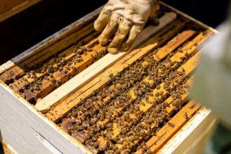Téléchargez les photos : L'apiculteur contrôle ses rayons - en image libre de droit