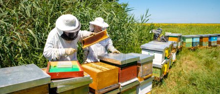 Téléchargez les photos : Les apiculteurs vérifient leurs rayons d'abeilles, avec des vêtements de protection sur eux - en image libre de droit