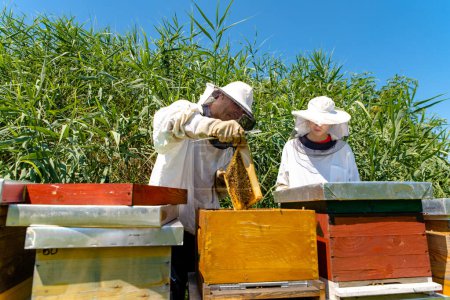 Téléchargez les photos : Les apiculteurs vérifient leur colonie d'abeilles - en image libre de droit