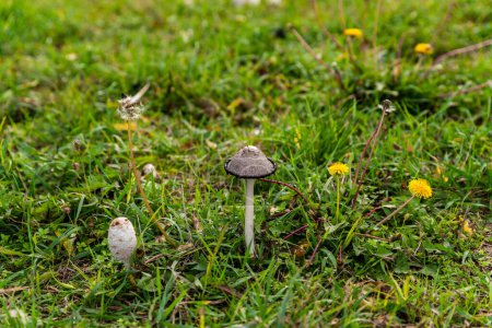 Photo for Close up photo of mushrooms in the grass on a sunny summer day - Royalty Free Image