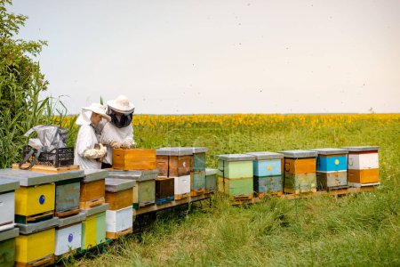 Téléchargez les photos : Père et fille apiculteurs travaillent dans leur ferme apicole - en image libre de droit