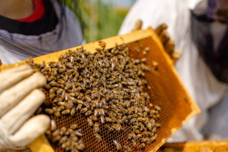 Imker überprüft Wabe mit vielen Bienen