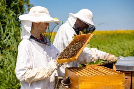 Beekeepers on a sunflower field inspecting combs