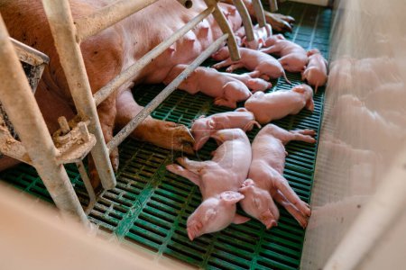 Pequeños cerdos recién nacidos con su madre