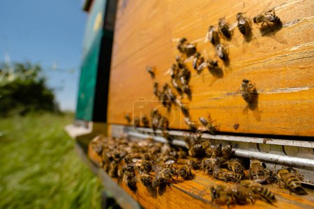Téléchargez les photos : Les abeilles un jour d'été - en image libre de droit
