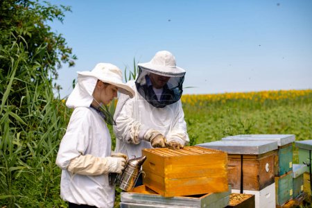 Téléchargez les photos : L'apiculture dans les champs verts, printemps - en image libre de droit