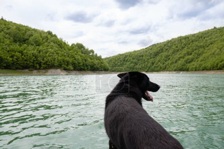 A cute black dog enjoying by the fresh water on a sunny day
