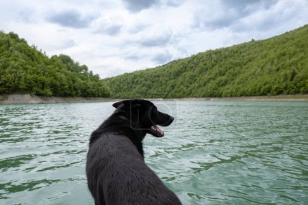 A cute black dog enjoying by the fresh water in summer