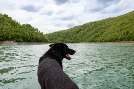 A cute black dog enjoying on mountain by the fresh water