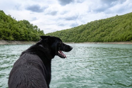 Portrait of a black dog on the mountain. Beautiful peaceful place by the water