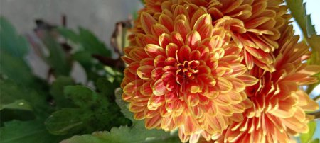 Photo for Vibrant Orange Chrysanthemums In Bloom. Beautiful flower also known as florist's daisy. Close up of attractive flowers. - Royalty Free Image