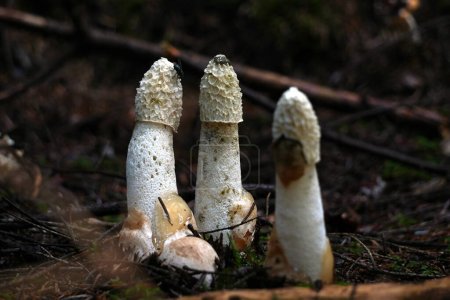 Téléchargez les photos : Trois Stinkhorns dans la forêt. Photo de haute qualité - en image libre de droit