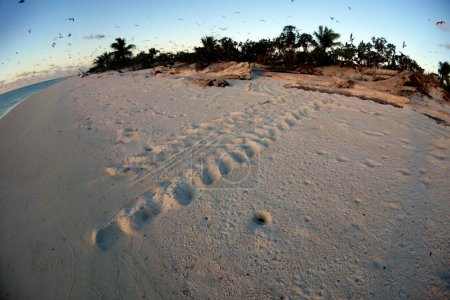 A Seaturtles footprints in the sand of a beach on Helene Reef in Ocean Pacific with some palmes in the backround and birds flying. High quality photo