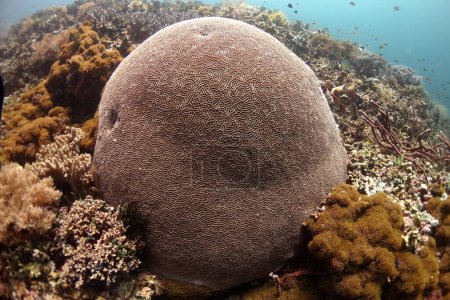 Foto de Maravilloso enorme coral cerebral en raja ampat con arrecife de coral y peces en la parte posterior. Foto de alta calidad - Imagen libre de derechos