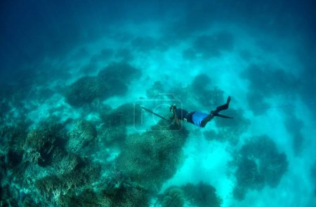 Speardiver swimming deep with spear in one hand and clear blue water and reef below. High quality photo