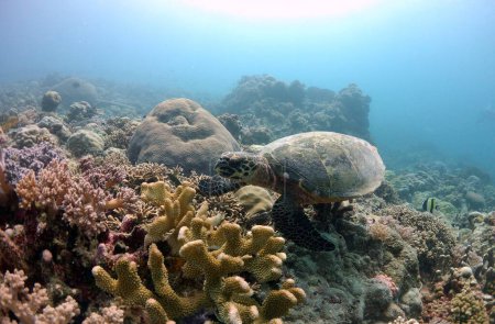 Schildkröte beim Blick auf das Korallenriff in Palau. Mit Sonne im Rücken und Stagehorn-Koralle vorne auf dem Foto. Hochwertiges Foto