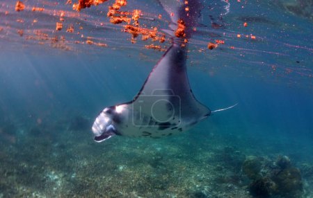 Manta passing by with seagrass and plankton on the surface and coralreef below at Komodo Indonesia. High quality photo
