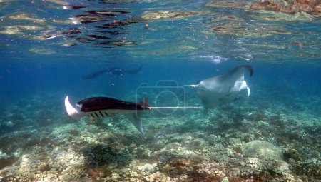 Photo for Three Mantas Cruisin over the reef in Komodo Indonesia with clear water surface. High quality photo - Royalty Free Image
