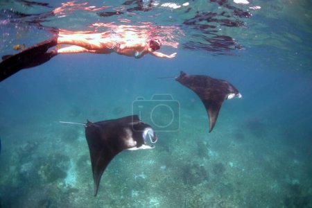 Dos Mantas y un snorkeler en la superficie con coralreef debajo en Komodo Indonesia Asia. Foto de alta calidad