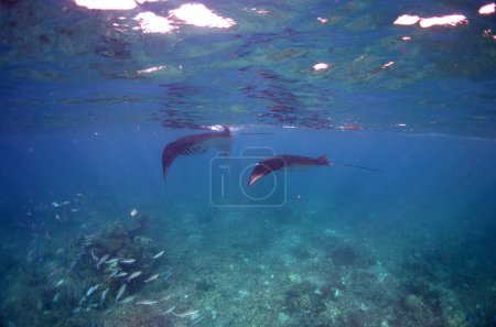 Téléchargez les photos : Deux Mantas glissent à la surface en faisant de la plongée avec tuba. Parc national de l'île Komodo. Indonésie. L'Asie. Photo de haute qualité - en image libre de droit