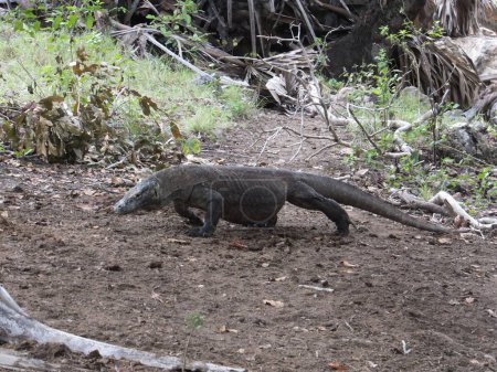 Komodo Dragon walking in the wild of komodo national park in indonesia asia with wild nature surrounded at the long hike. High quality photo