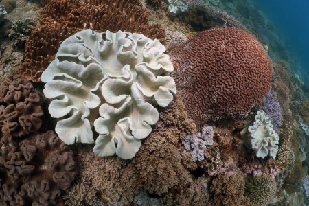 Beautiful Soft and hard Coral while scuba diving in Bali Indonesia. . High quality photo