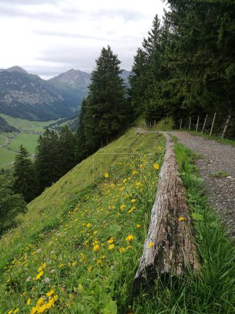 Photo du sentier de randonnée du Lichtenstein avec nuages, montagnes, arbres et fleurs. Photo de haute qualité