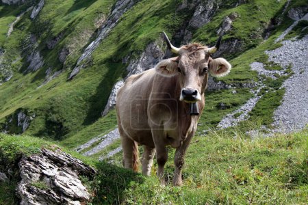 Vaca con cuernos que parece curiosa en Alpstein Suiza. Wanderlust. Appenzellerland. Foto de alta calidad