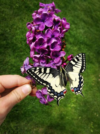 Holding a Swallowtail Butterfly sitting on Lilac with green grass in the backround. High quality photo
