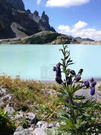 Veilchenblüte und im Hintergrund Schottensee in hellblauem Aquarell, Alpin, Pizol. Hochwertiges Foto