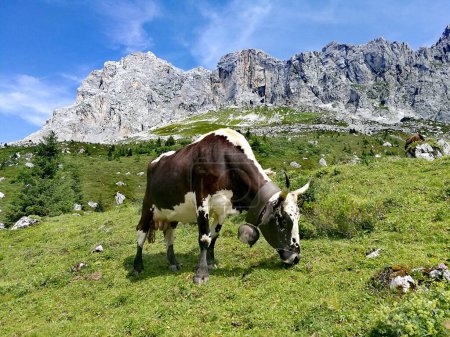 Black and White Cow feeding grad on the hiking path SAC Carschina, Switzerland Wanderer Season Summer with mountains and flowers, blue sky. High quality photo