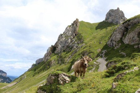 Kuh mit Hörnern schaut neugierig in Alpstein Schweiz. Fernweh. Appenzellerland. Hochwertiges Foto