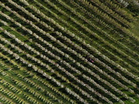 Apfelfeld Thurgau blüht im Frühling. Die Schweiz. Hochwertiges Foto