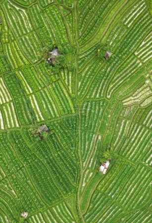 Aerial View of green Rice fields in Sidemen Bali Indonesia. Panoramic and Beautiful. High quality photo