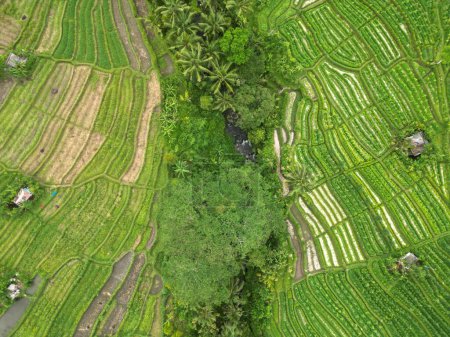 Horizontal Aerial View of green Rice fields in Sidemen Bali Indonesia with river in the middle. Panoramic and Beautiful. High quality photo