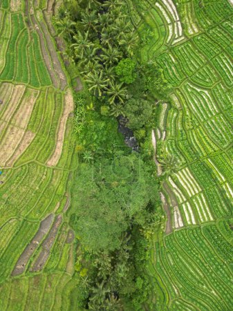 Aerial View of green Rice fields in Sidemen Bali Indonesia with river in the middle. High quality photo