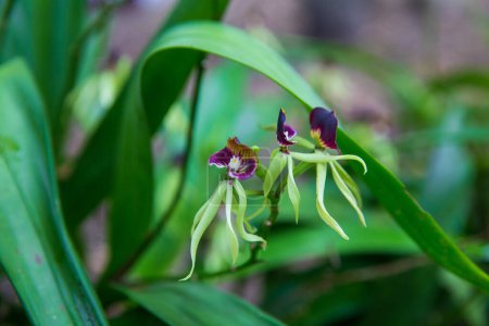 Foto de Bailando orquídeas negras en foco - Imagen libre de derechos