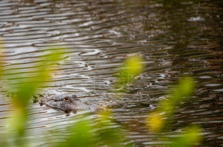 Photo for Alligator sneaking towards you in the water - Royalty Free Image