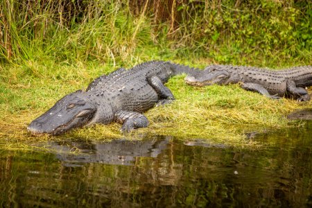 caimán dormido en la tierra en los Everglades