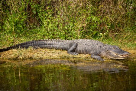 Téléchargez les photos : Heureux alligator sur terre se détendre après un repas - en image libre de droit