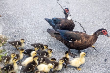 Foto de Familia de patos cruzando la barra juntos - Imagen libre de derechos