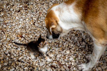Photo for Cute Dog and Kitten sniffing each other - Royalty Free Image