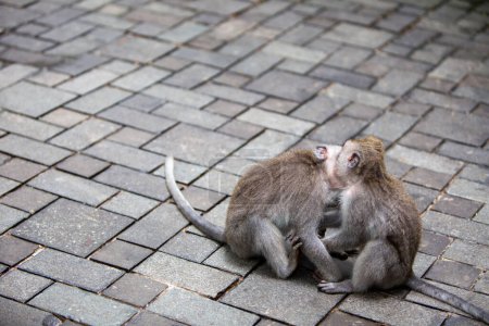 Foto de Dos monos salvajes adorables mostrando afecto - Imagen libre de derechos