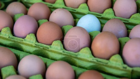 Photo for White Egg Standing out in a brown egg carton - Royalty Free Image