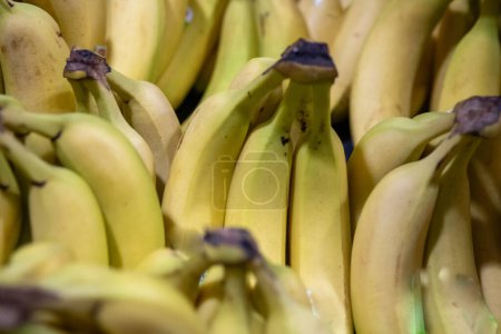 Photo for Bunch of Organically grown bananas - Royalty Free Image
